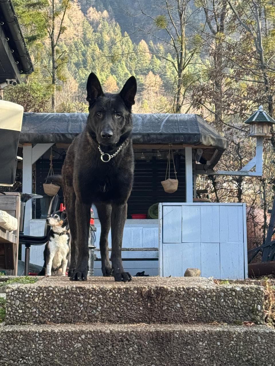 Milker, family protection dog